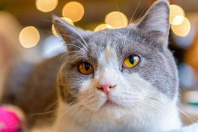 《原神》新角色申鹤演示 性感妹子打怪救人